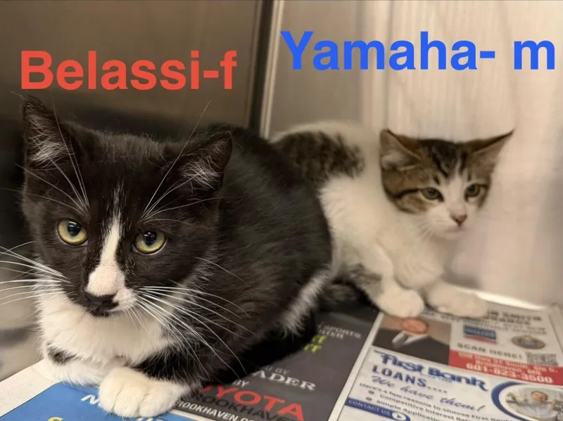 Yamaha