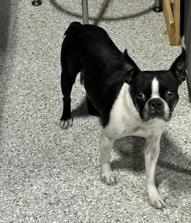 An adult small-sized female Black Boston Terrier dog named Friendly Tasia for adoption in Antwerp, OH