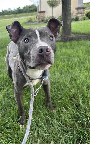 A young medium-sized male Pit Bull Terrier dog named Toad for adoption in Dayton, OH