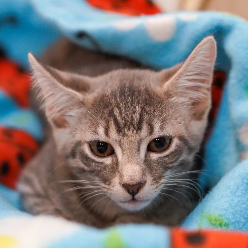 A baby medium-sized female Tabby cat named Cappuccino for adoption in Garland, TX