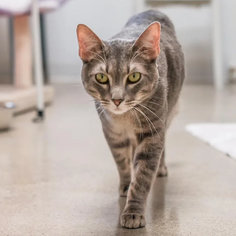 An adult large-sized male Gray / Blue / Silver Domestic Short Hair cat named Bon Bon for adoption in Los Angeles, CA