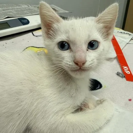 A baby small-sized male White Domestic Short Hair cat named Dipsy for adoption in Jacksonville, FL