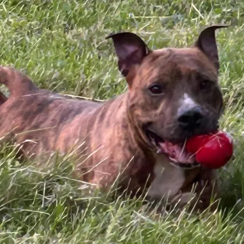 An adult medium-sized male Brindle Mixed Breed dog named Drako for adoption in Belleville, IL