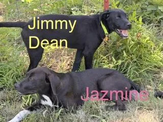 A young medium-sized female Pointer dog named Jazmine for adoption in Welling, OK