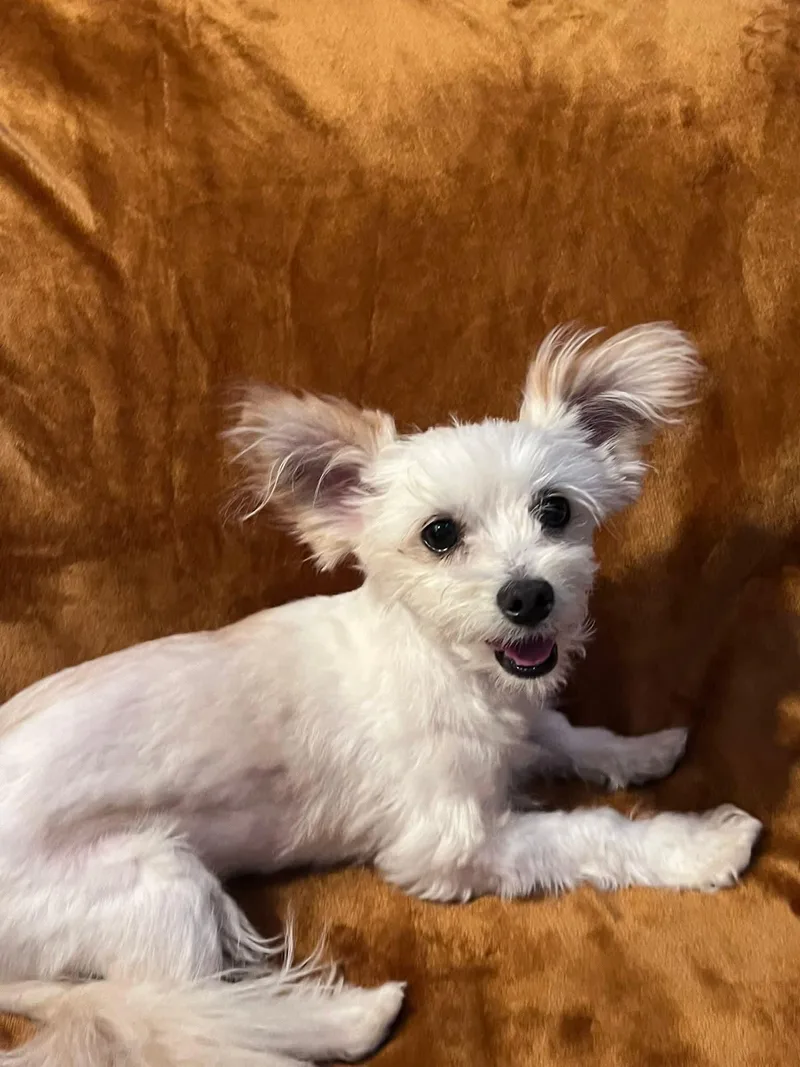 An adult small-sized male White / Cream Terrier dog named Ranger for adoption in Shingle Springs, CA