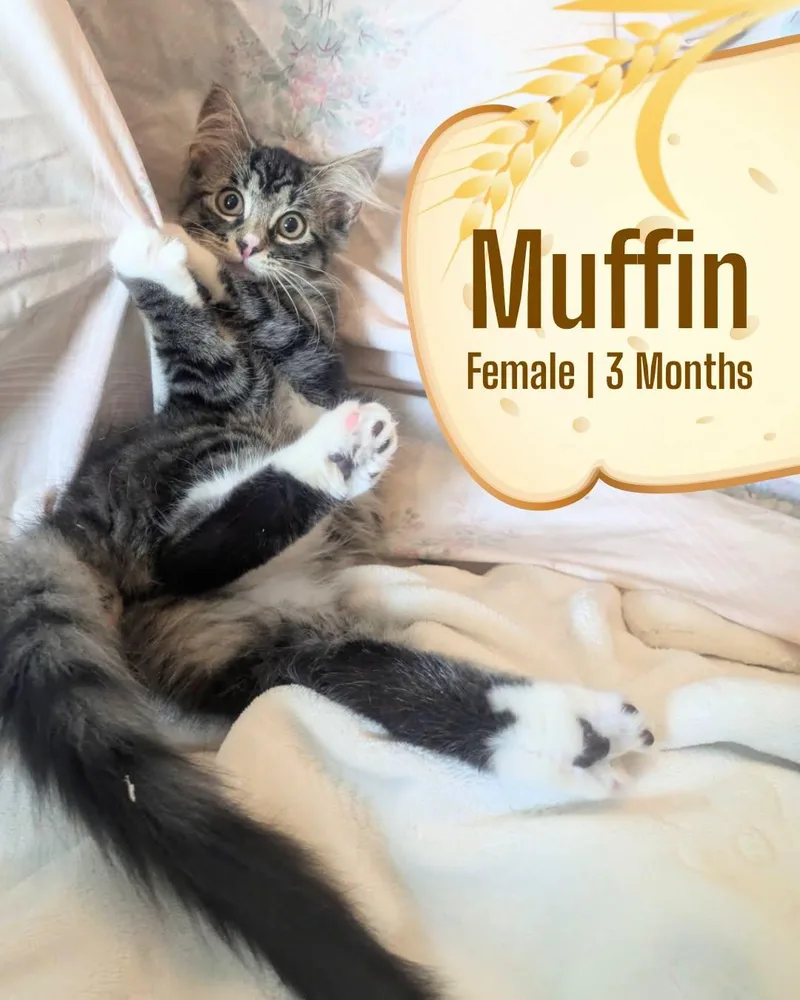 Muffin