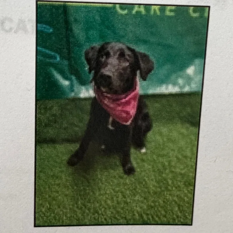 A baby medium-sized female Black Labrador Retriever dog named Penelope for adoption in Pacifica, CA