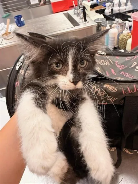 A baby small-sized female Domestic Short Hair cat named Snookie for adoption in Thousand Palms, CA