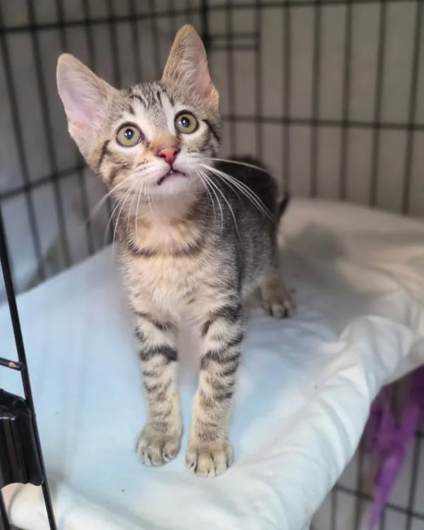 A baby small-sized female Domestic Short Hair cat named Beatrice for adoption in Novato, CA