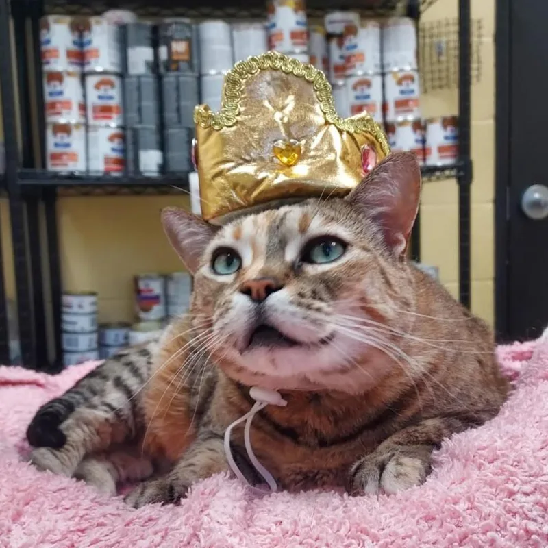 A senior extra large-sized female Torbie Domestic Short Hair cat named Ainsley for adoption in Grand Rapids, MI