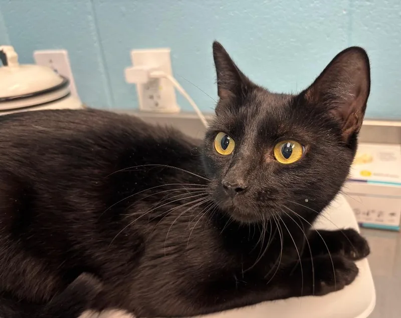 A young medium-sized female Black Domestic Short Hair cat named Gigi for adoption in Frankfort, KY