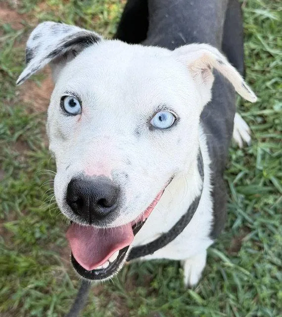 A young medium-sized female Hound dog named Gertrude for adoption in Carrollton, GA