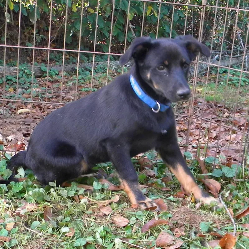 A baby small-sized male Black Mixed Breed dog named Axel for adoption in Marshall, VA