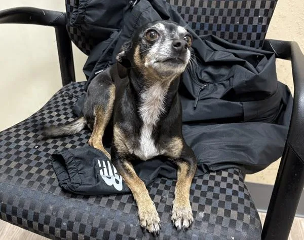 A senior small-sized female Chihuahua dog named Martini for adoption in Oceanside, CA