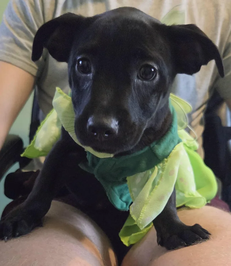 A baby medium-sized female Shih Tzu dog named Blanche for adoption in Plainfield, IL