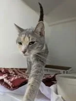 An adult medium-sized female Calico Domestic Short Hair cat named Harper for adoption in Portsmouth, OH