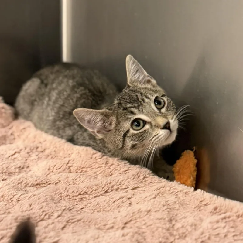 A baby small-sized male Domestic Short Hair cat named Lamborghini for adoption in Marshall, VA