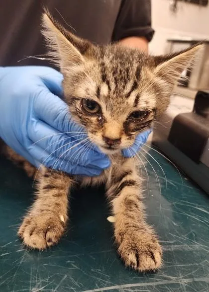 A baby small-sized male Domestic Short Hair cat named Benson for adoption in Gastonia, NC