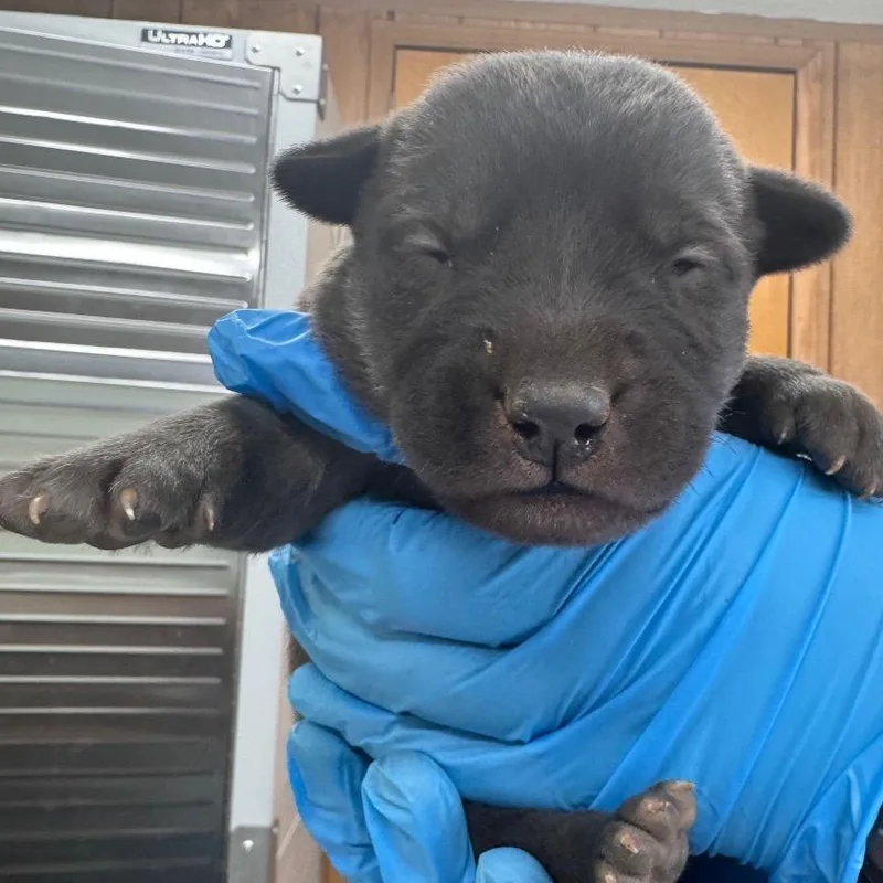 A baby small-sized female Gray / Blue / Silver Mixed Breed dog named Radiohead for adoption in Columbiana, AL