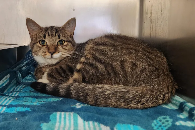 A baby medium-sized male Tabby (Brown / Chocolate) Domestic Short Hair cat named Hawkeye for adoption in Clayton, NJ