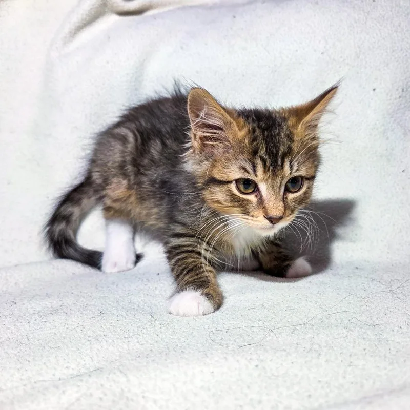 A baby small-sized male Brown / Chocolate Domestic Long Hair cat named Time for adoption in San Diego, CA