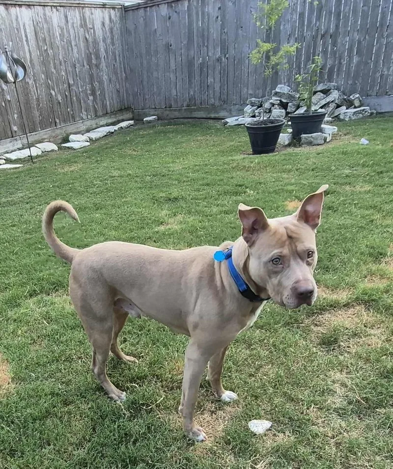 A young large-sized male Tricolor (Brown, Black, & White) Staffordshire Bull Terrier dog named Rocky for adoption in Richmond, TX