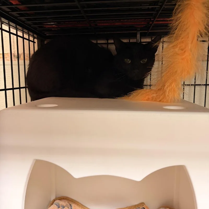 A young medium-sized female Black Domestic Short Hair cat named .Stacy for adoption in Columbus, NC