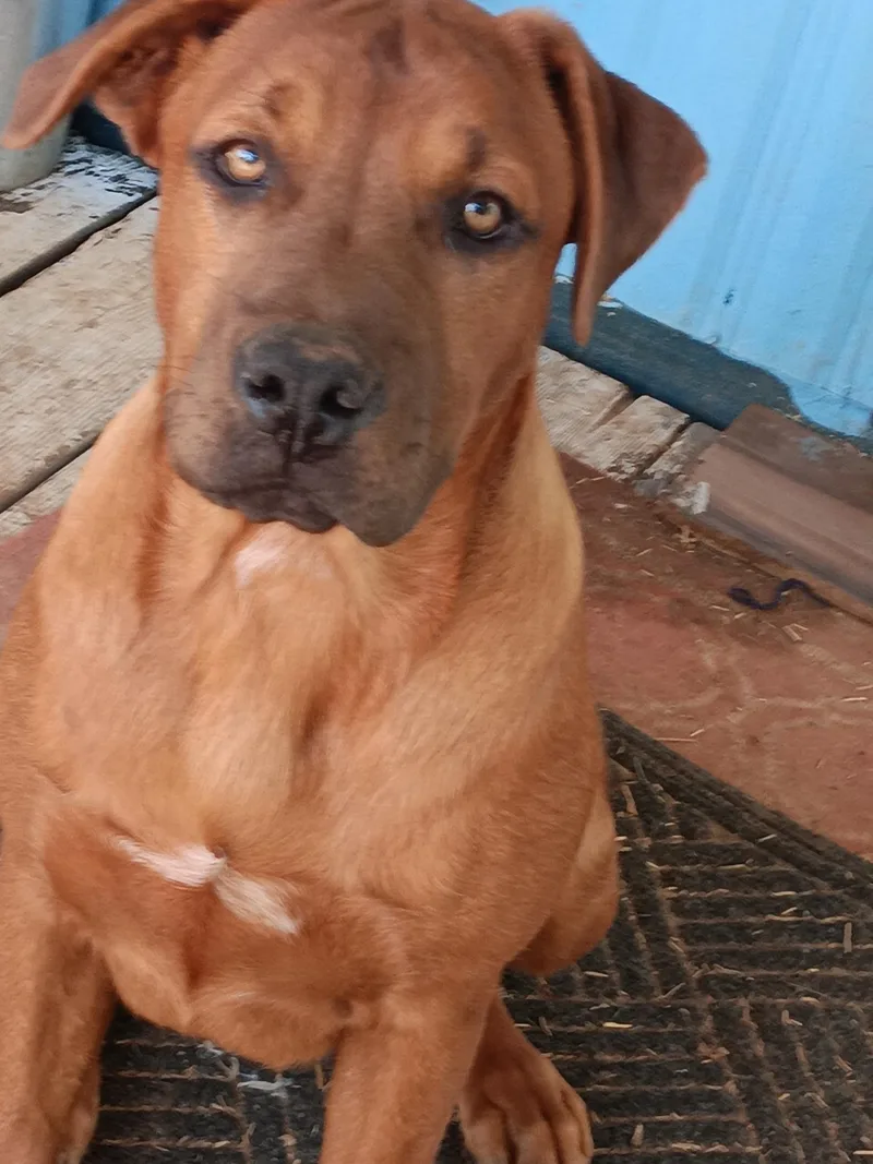 A young medium-sized male Labrador Retriever dog named Eli for adoption in Somerset, KY