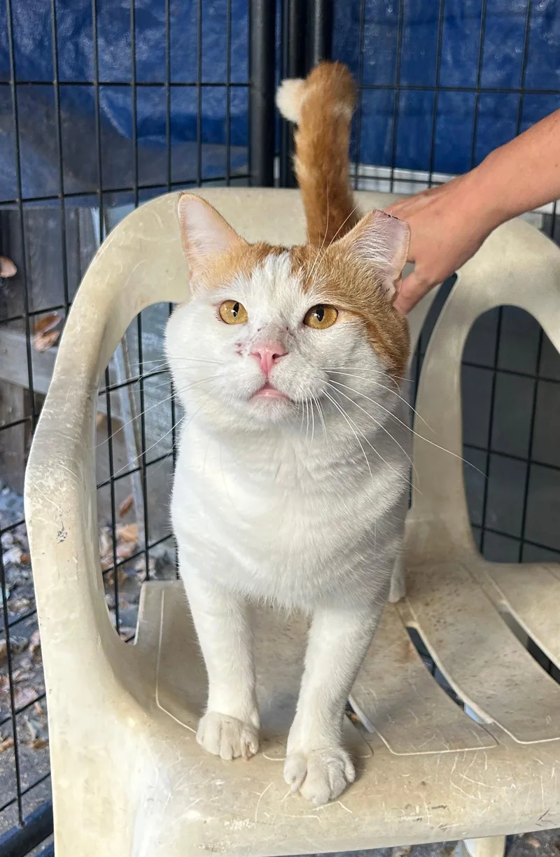 An adult medium-sized male Orange & White Domestic Short Hair cat named Chubby Checker for adoption in Woodland, CA