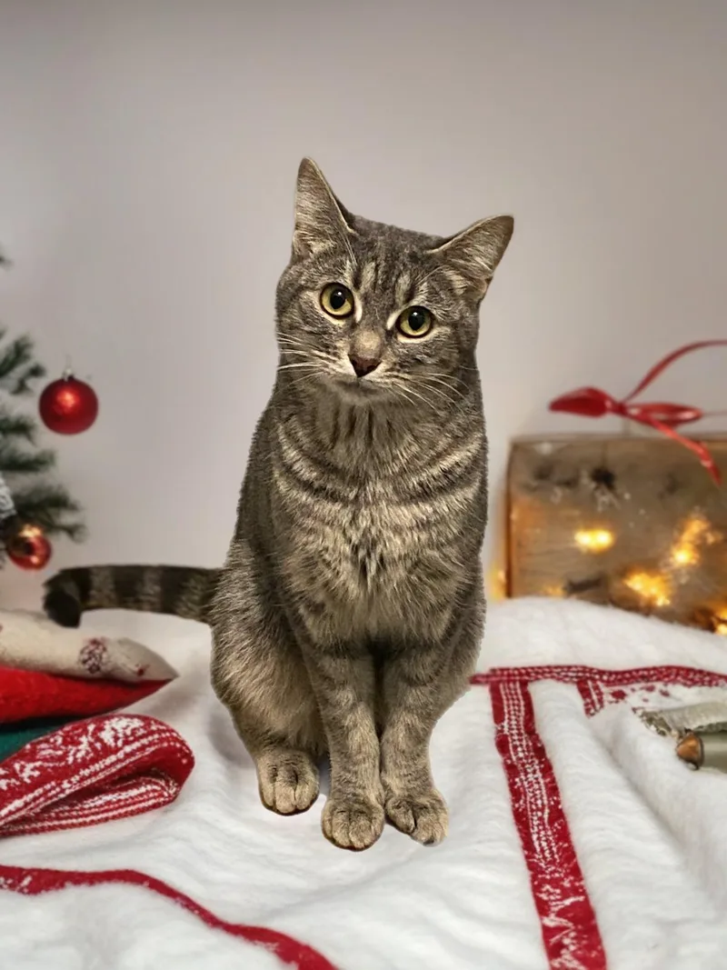 Mashed Potato thumbnail 2