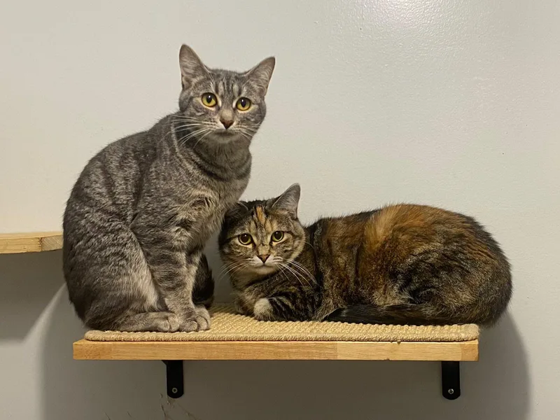 Mashed Potato thumbnail 4