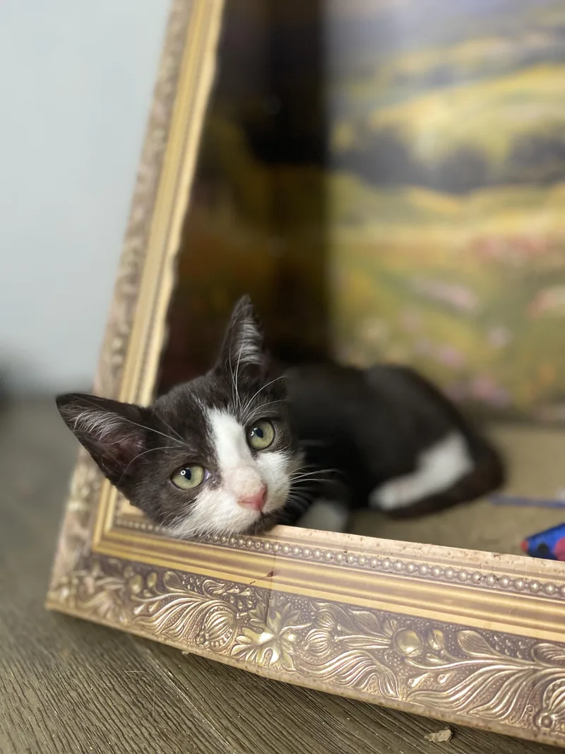 A baby small-sized male Black & White / Tuxedo American Shorthair cat named Mickey for adoption in Fort Pierce, FL