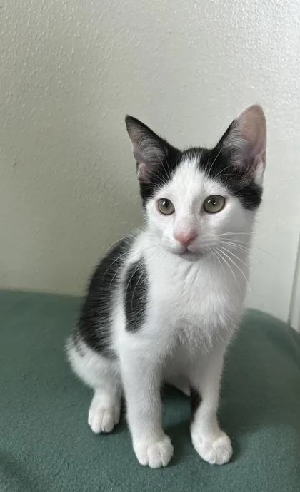 A baby small-sized male Domestic Short Hair cat named Hulk for adoption in Anderson, IN