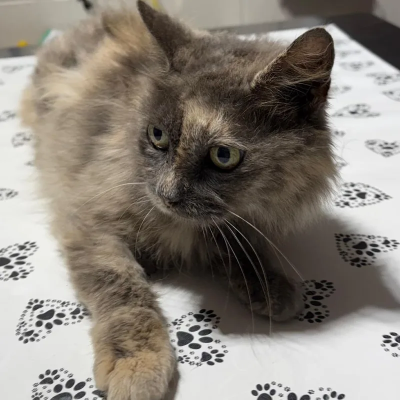 An adult medium-sized female Tortoiseshell Domestic Long Hair cat named Delta for adoption in Milton, FL