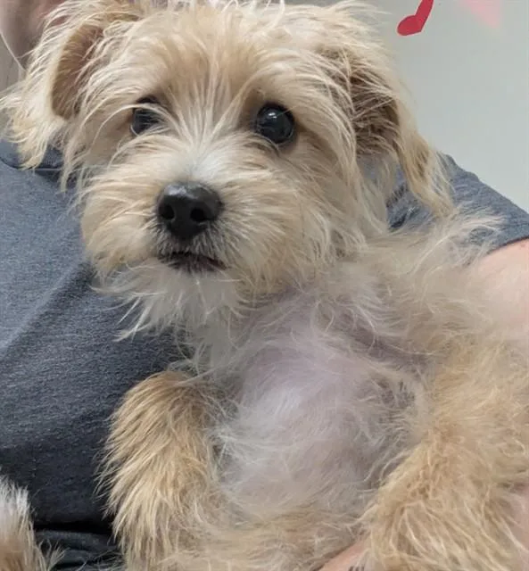 A baby small-sized female Terrier dog named Peach for adoption in Ontario, CA