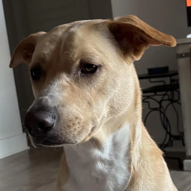 Cooper thumbnail 3