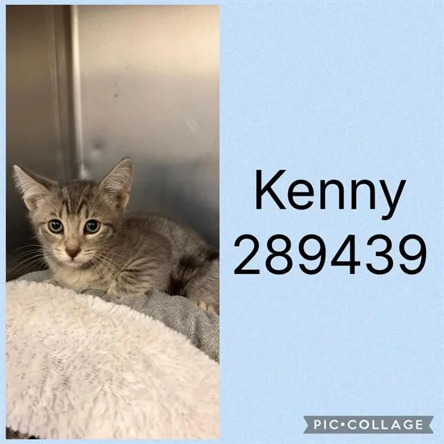 A baby small-sized male Domestic Short Hair cat named Kenny for adoption in Macon, GA