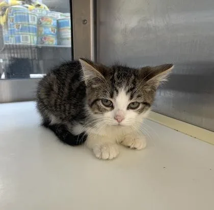 A baby small-sized male Domestic Short Hair cat named Elliot for adoption in Westland, MI
