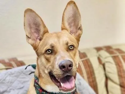 A young large-sized male Apricot / Beige Mixed Breed dog named Costco for adoption in Georgetown, TX
