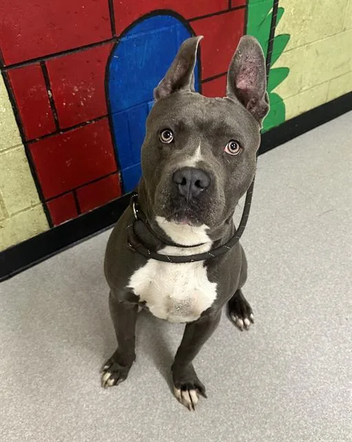 Harvey