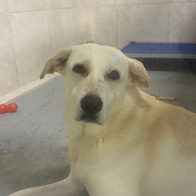 An adult large-sized female White / Cream Labrador Retriever dog named Phoebe for adoption in Hattiesburg, MS