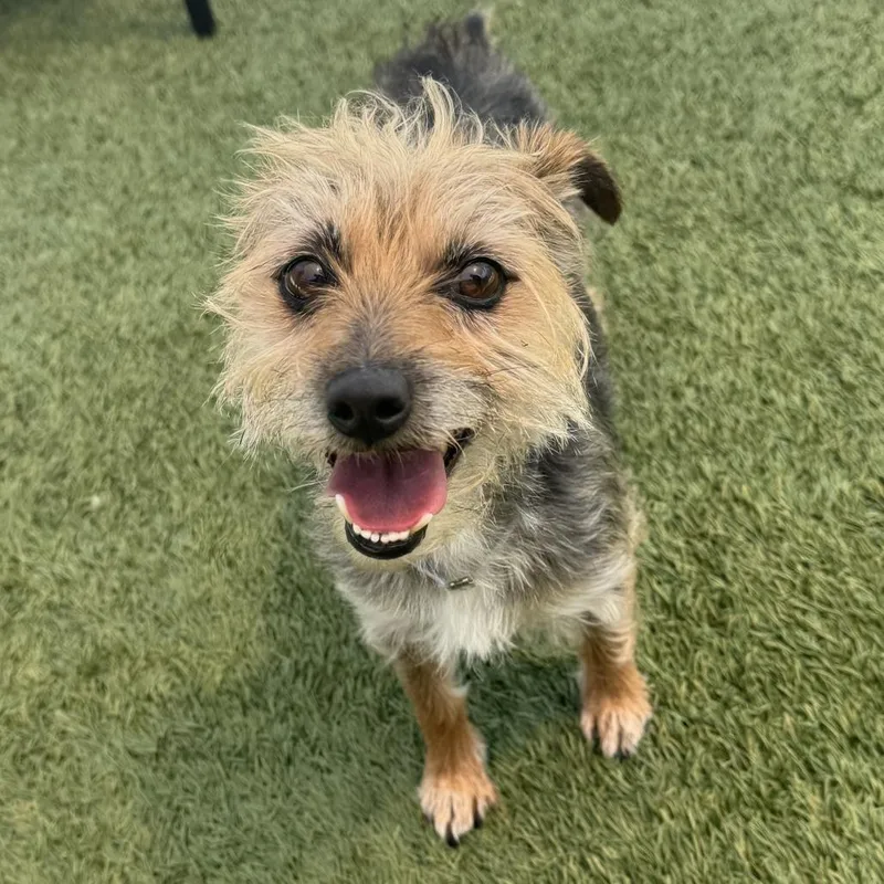 An adult small-sized female Black Chihuahua dog named Cumbia for adoption in Long Beach, CA