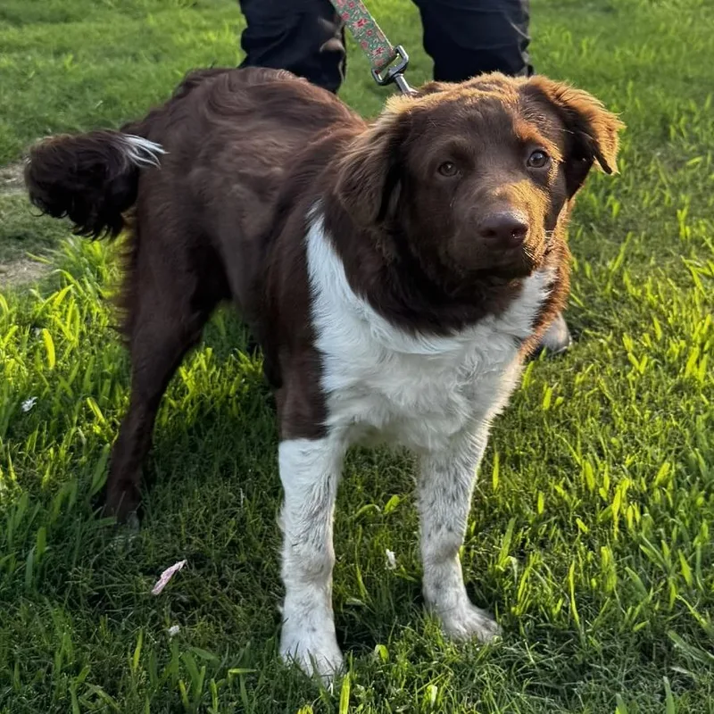 An adult medium-sized male Brown / Chocolate Australian Shepherd dog named CT Sully for adoption in Eastford, CT