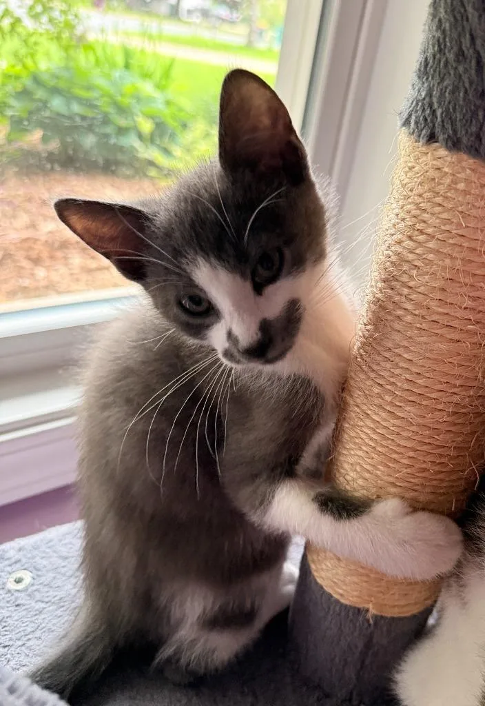 A baby small-sized male Domestic Short Hair cat named Chester Brutus for adoption in Minneapolis, MN
