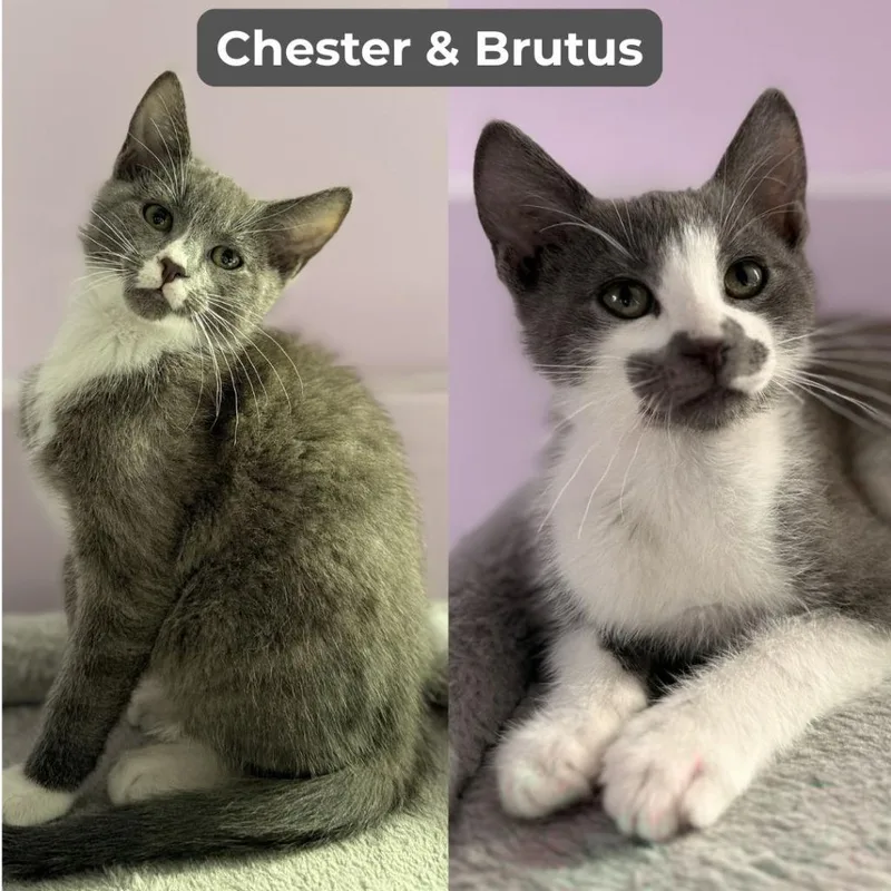 Chester  Brutus thumbnail 3