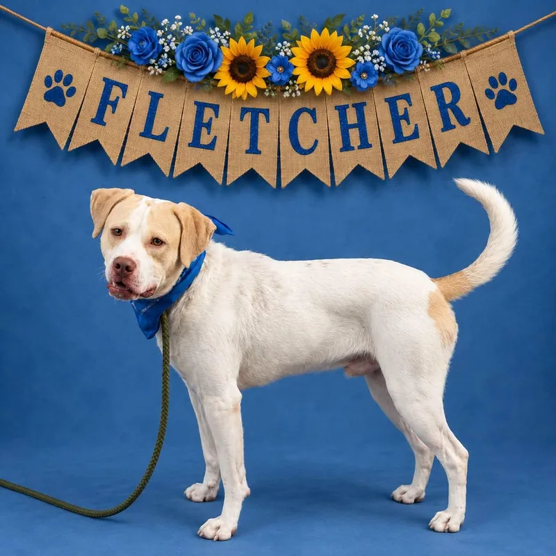 A young medium-sized male Pit Bull Terrier dog named Fletcher for adoption in Shillington, PA
