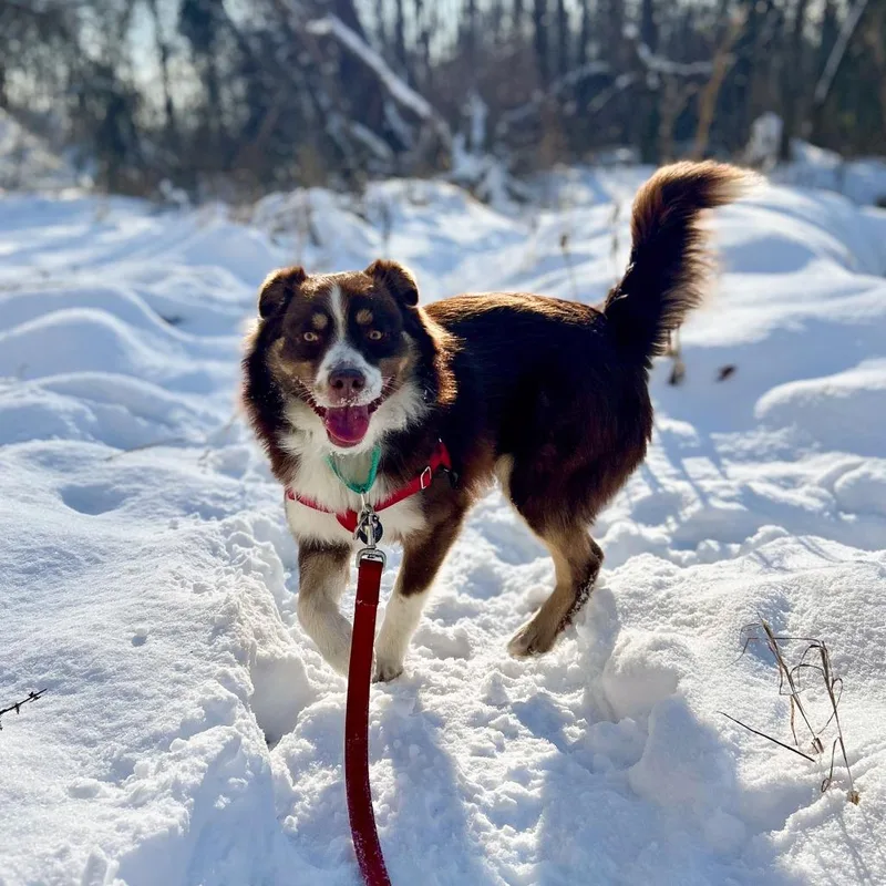 Peluchin thumbnail 2