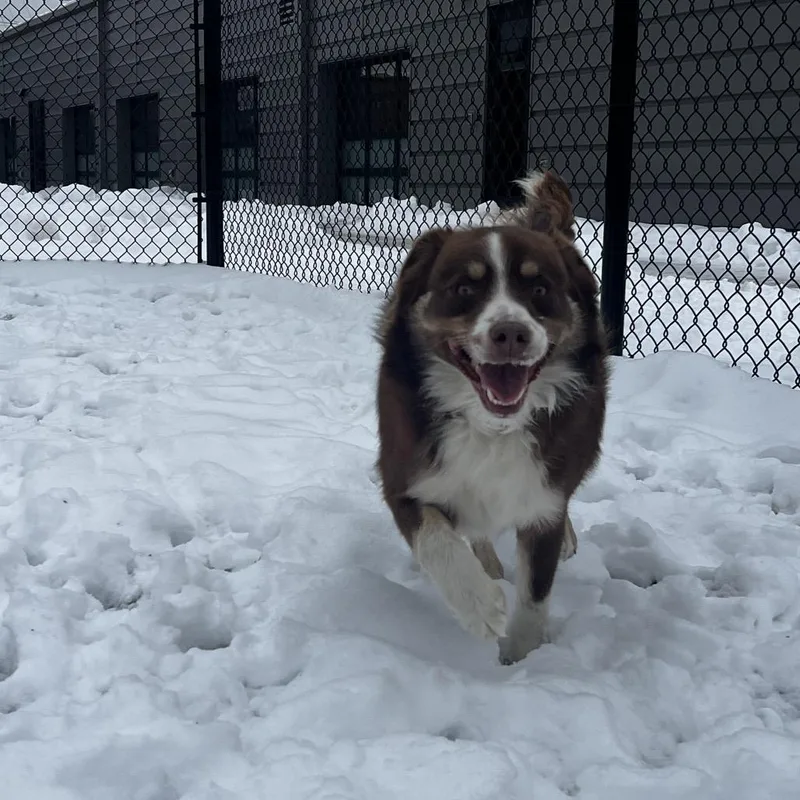 Peluchin thumbnail 3