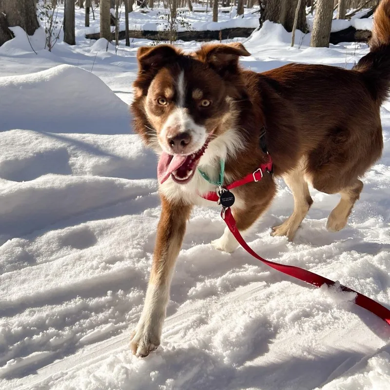 Peluchin thumbnail 4