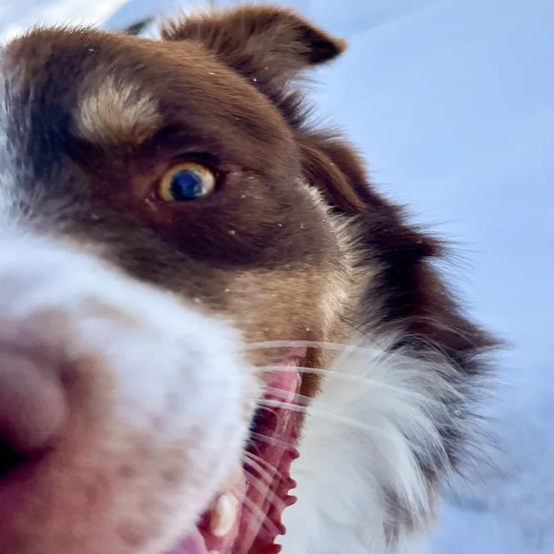 Peluchin thumbnail 5